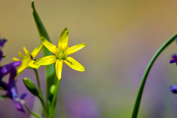 Gagea Lutea Estrela Amarela Belém Florescendo Primavera — Fotografia de Stock