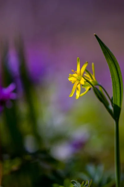 Gagea Lutea Sarı Baharda Çiçek Açan Star Bethlehem — Stok fotoğraf