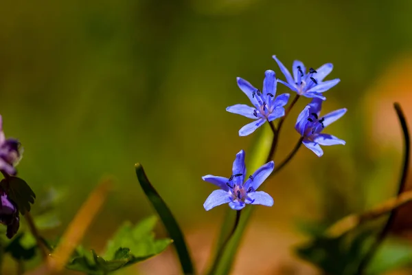 Blooming Flower Primrose Blue Snowdrop Spring Day — Stock Photo, Image