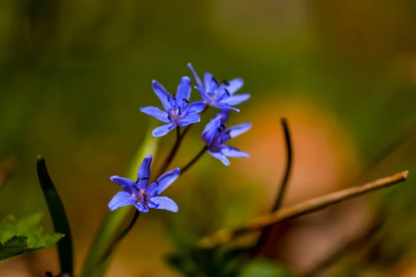 Flor Flor Primrose Azul Nevada Primavera Día — Foto de Stock