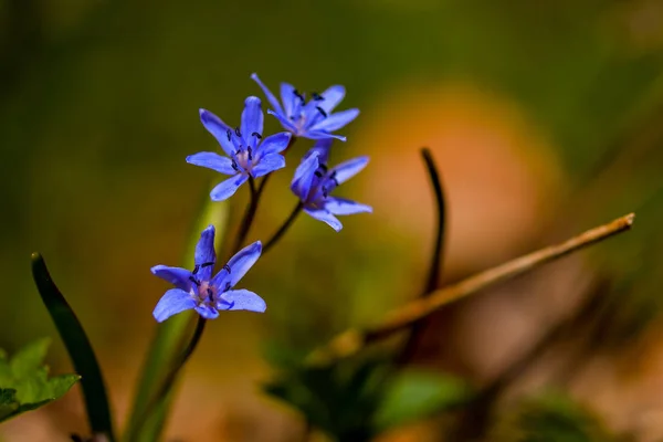 Flor Flor Primrose Azul Nevada Primavera Día — Foto de Stock