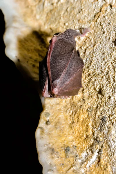 Большая Подкова Летучая Мышь Rhinolophus Ferrumequinum — стоковое фото