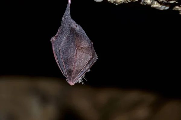 Morcego Ferradura Rhinolophus Ferrumequinum — Fotografia de Stock