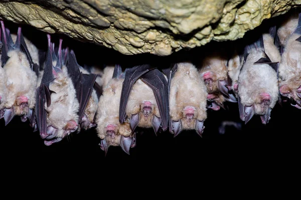 Mayor Murciélago Herradura Rhinolophus Ferrumequinum — Foto de Stock