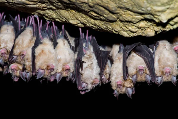 Pipistrello Ferro Cavallo Maggiore Rhinolophus Ferrumequinum — Foto Stock