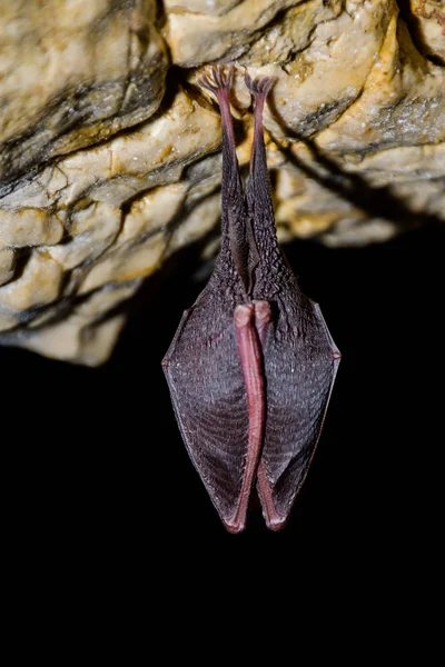 Greater Horseshoe Bat Rhinolophus Ferrumequinum — Stock Photo, Image
