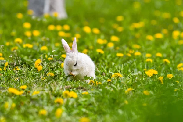 Little rabbit on green grass in summer day