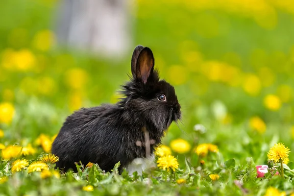 Little rabbit on green grass in summer day