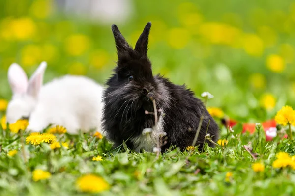 Yaz Günü Yeşil Çimlerin Üzerinde Küçük Bir Tavşan — Stok fotoğraf