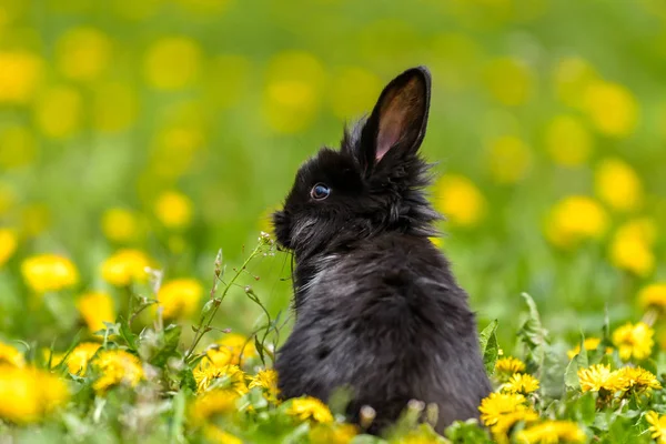 Petit Lapin Sur Herbe Verte Jour Été — Photo