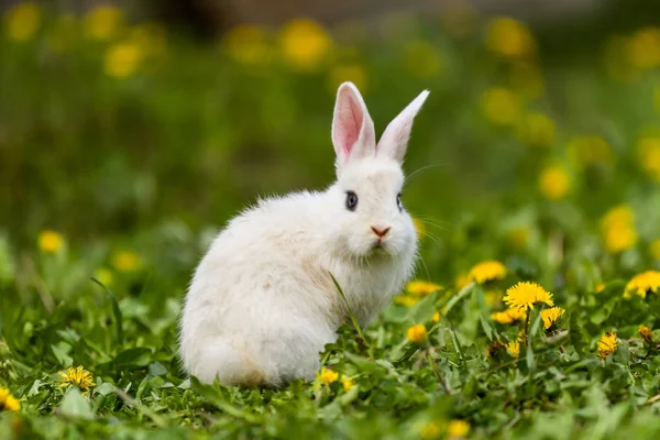 Pequeño Conejo Sobre Hierba Verde Día Verano —  Fotos de Stock