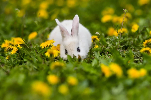 Petit Lapin Sur Herbe Verte Jour Été — Photo