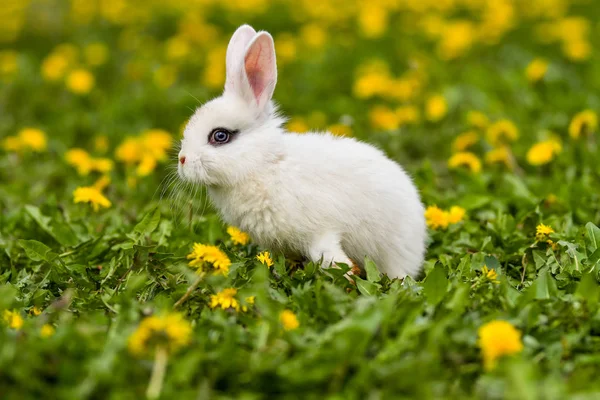 Petit Lapin Sur Herbe Verte Jour Été — Photo