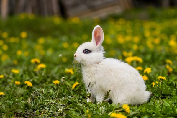 Little rabbit on green grass in summer day