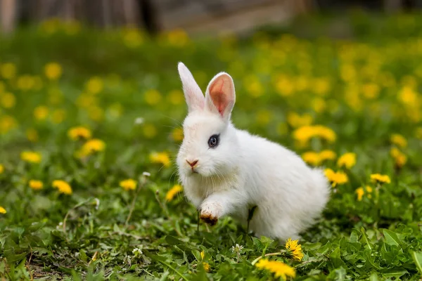 Little rabbit on green grass in summer day