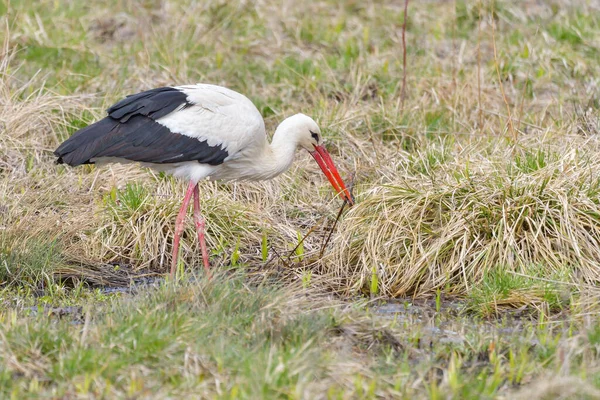 Vit Stork Ciconia Ciconia Tidigt Morgonen Går Fågel Genom Ett — Stockfoto