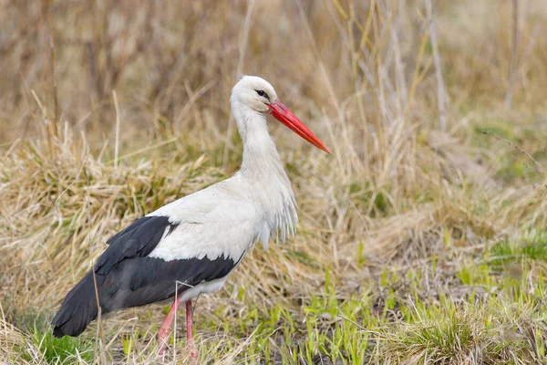 Vit Stork Ciconia Ciconia Tidigt Morgonen Går Fågel Genom Ett — Stockfoto