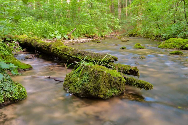 Cheile Nerei Beusnita Caras Rumania Verano Salvaje Río Rumano Bosque — Foto de Stock