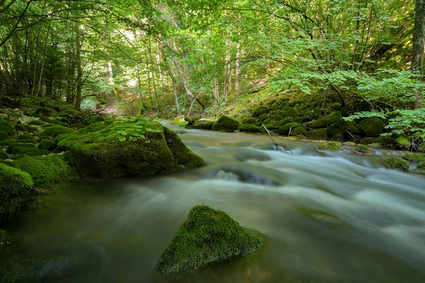 Cheile Nerei Beusnita Caras Romania Summer Wild Romanian River Forest — Stock Photo, Image