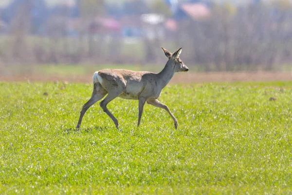 Προσεκτική Ζαρκάδι Capreolus Capreolus Buck Παρατηρώντας Λιβάδι Καθαρό Θολή Φόντο — Φωτογραφία Αρχείου