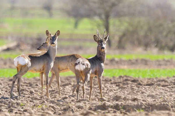 Uppmärksam Rådjur Capreolus Capreolus Bock Observera Äng Med Ren Suddig — Stockfoto