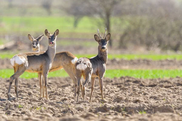 Rusa Roe Capreolus Capreolus Buck Mengamati Padang Rumput Dengan Latar — Stok Foto