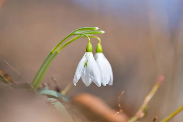 Snowdrop Bunga Musim Semi Delicate Snowdrop Flower Adalah Salah Satu — Stok Foto
