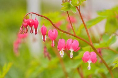 Kırmızı kanayan kalp çiçekleri bahar sonsuzluk bahçesinde açar..