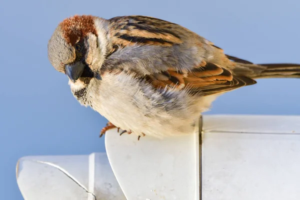 Male House Sparrow Passer Domesticus — Stok Foto