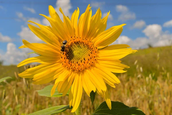 Fondo Natural Del Girasol Floración Del Girasol Aceite Girasol Mejora —  Fotos de Stock