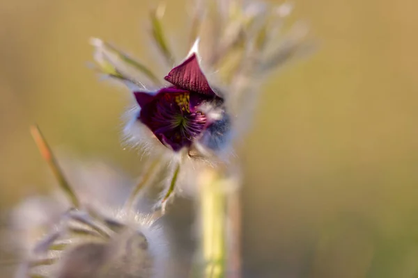 Imagem Pasqueflower Europeu Latim Pulsatilla Pratensis Subsp Bohemika Flor Flor — Fotografia de Stock