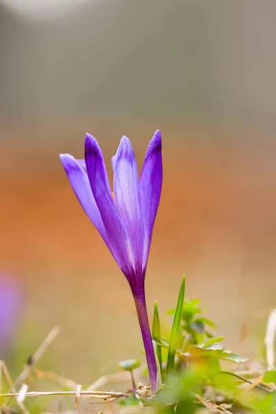 View Blooming Spring Flowers Crocus Growing Wildlife Purple Crocus Growing Stock Image