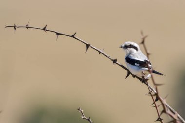 Kuzey Shrike - Dalda oturan Lanius Excubitor