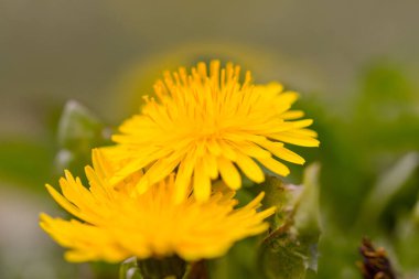 Doğal arka planda iki karahindiba çiçeğinin (bilimsel adı Taraxacum officinale) yakın çekimi. İlaç ve tıbbi bitkiler konsepti. Seçici odak.