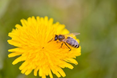 Doğal arka planda iki karahindiba çiçeğinin (bilimsel adı Taraxacum officinale) yakın çekimi. İlaç ve tıbbi bitkiler konsepti. Seçici odak.