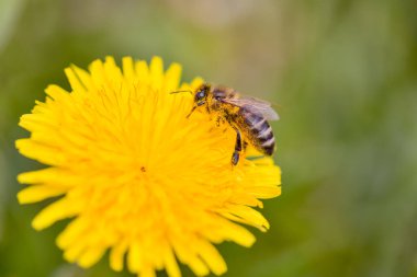 Doğal arka planda iki karahindiba çiçeğinin (bilimsel adı Taraxacum officinale) yakın çekimi. İlaç ve tıbbi bitkiler konsepti. Seçici odak.
