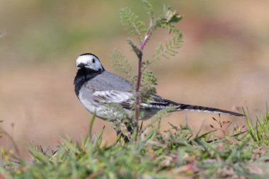 Güzel siyah beyaz kuş, Beyaz Wagtail 'in Erkeği (Motacilla alba)
