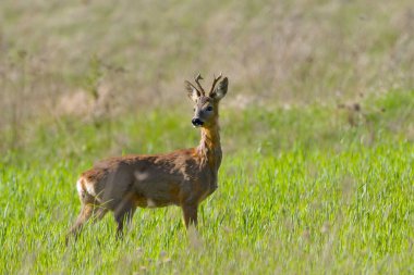 Bahar çimlerinde ve çiçeklerde kışın kürklü Roe geyiği, Capreolus Capreolus