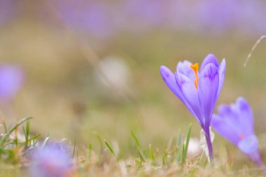 Vahşi doğada yetişen çiçek tarlalarının manzarası. Mor krokoz büyüyor..