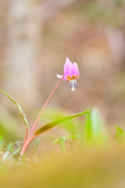 Avrupa 'da yetişen tek Erythronium türüdür. Güney ve orta Avrupa 'da yaygındır..