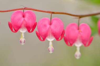 Kırmızı kanayan kalp çiçekleri bahar sonsuzluk bahçesinde açar..