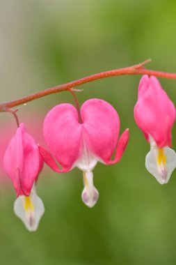 Kırmızı kanayan kalp çiçekleri bahar sonsuzluk bahçesinde açar..