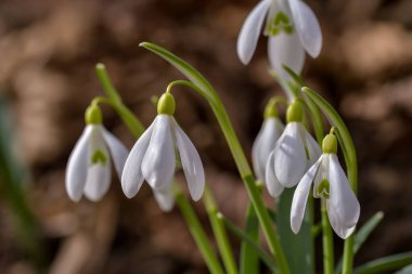 Kar damlası veya yaygın kar damlası (Galanthus nivalis)
