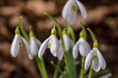 Kar damlası veya yaygın kar damlası (Galanthus nivalis)