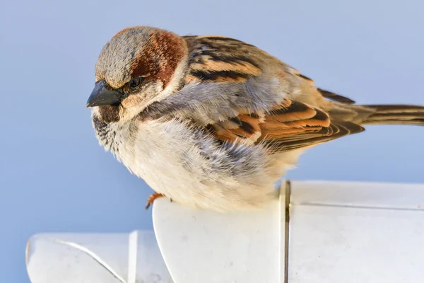 Чоловічий Дім Горобець Passer Domesticus — стокове фото