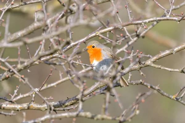 Sebuah Robin Merah Erithacus Rubecula Antara Bunga Bunga Buah Putih — Stok Foto