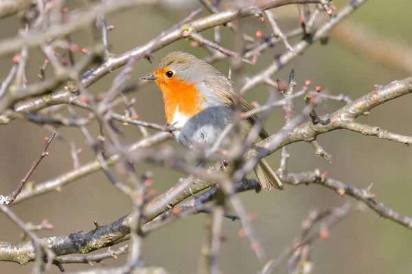 Красная Малиновка Erithacus Rubecula Между Белым Цветком Фруктов Концепция Весны — стоковое фото