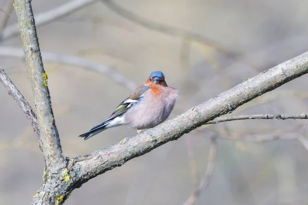 Férfi Chaffinch Fringilla Coelebs Néz Kamera Egy Egy Ökológiai Természetes — Stock Fotó