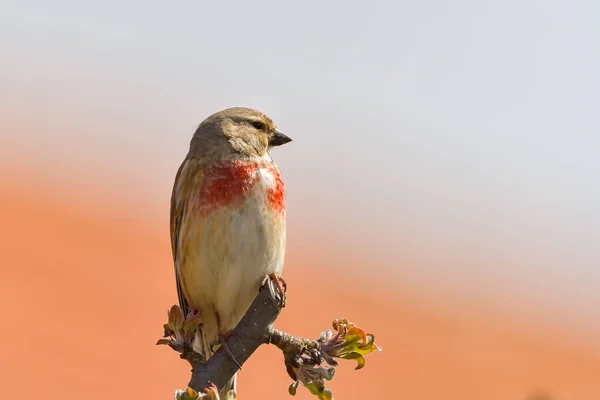 Μια Linnet Κοινή Linnet Linaria Cannabina Αρσενικό Σκαρφαλωμένο Ένα Κλαδί — Φωτογραφία Αρχείου