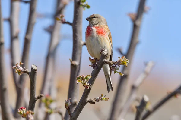 Linnet Linnet Comum Linaria Cannabina Macho Empoleirado Num Ramo — Fotografia de Stock